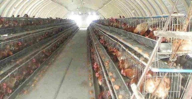 家禽养殖中疾病引起的过料流失大量利润