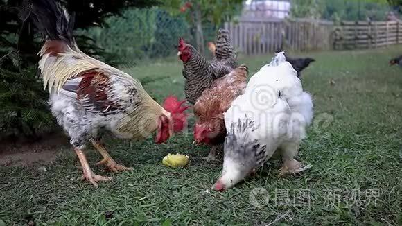 匈牙利农场家禽饲养的传统匈牙利母鸡短视频