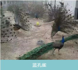 郑州绿翅鸭养殖基地,火鸡养殖厂家